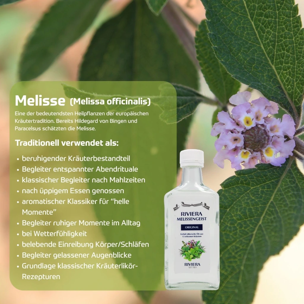 Melisse Melissa officinalis 1500x1500px.webp