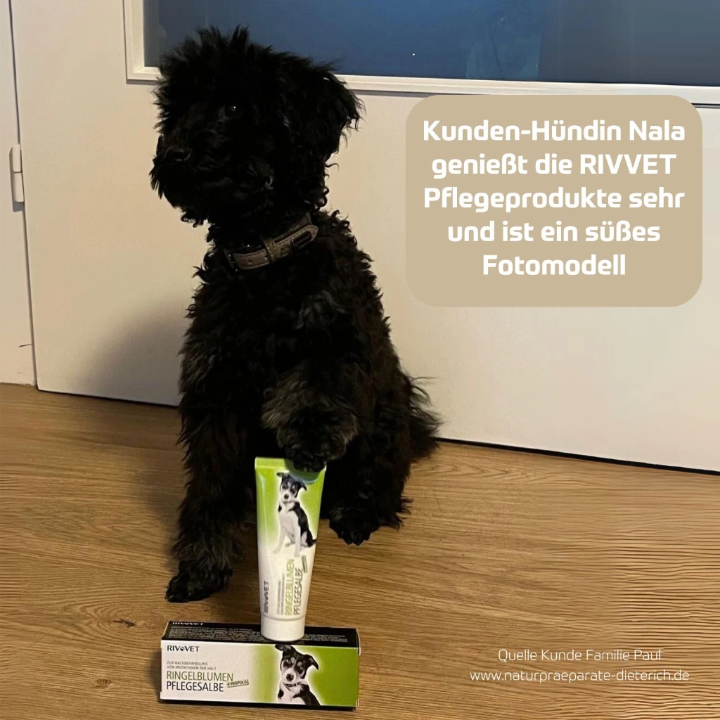 RIVVET Ringelblumen Pflegesalbe  RBVV0075 Hund Nala Markus Paul.webp